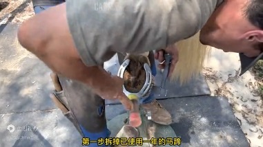 给汗血宝马穿鞋子！太解压了！